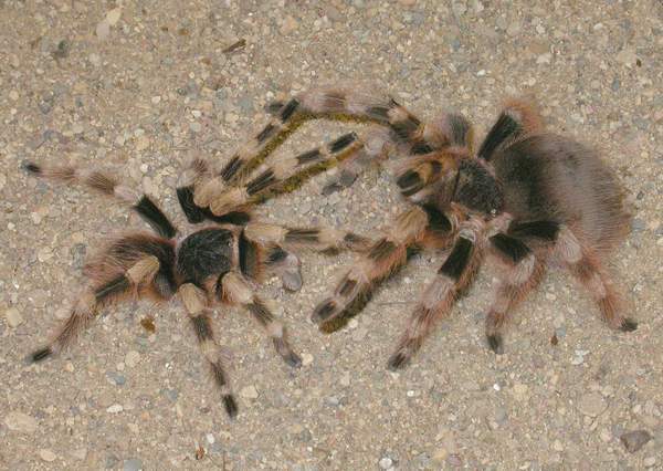 Спаривание птицеедов Nhandu coloratovillosus (самец слева)