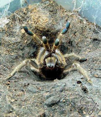 Baboon tarantula Pterinochilus chordatus in defence pose. Foto (c) Timo Raab