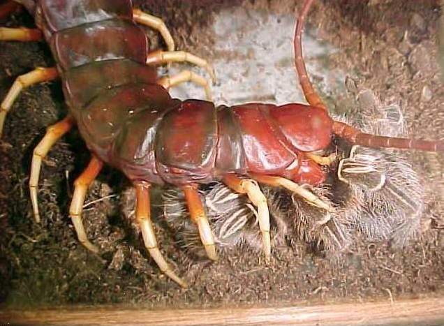 Giant peruvian centipede eats a tarantula