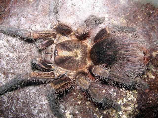 sub-adult female of the tarantula Phormictopus auratus, Photo (c) Mikhail F. Bagaturov