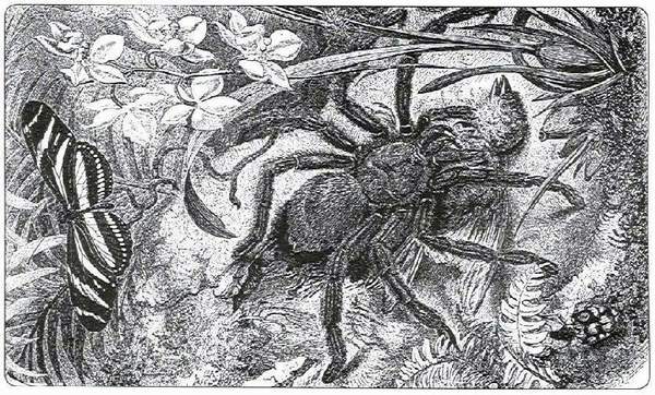 One of the the old-time engravings, to which name of tarantulas are arising