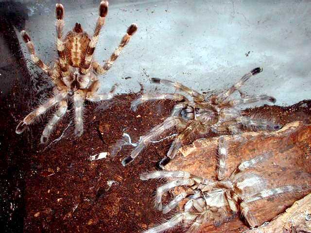 Communal setup of Poecilotheria formosa. Photo (c) Ray Gabriel