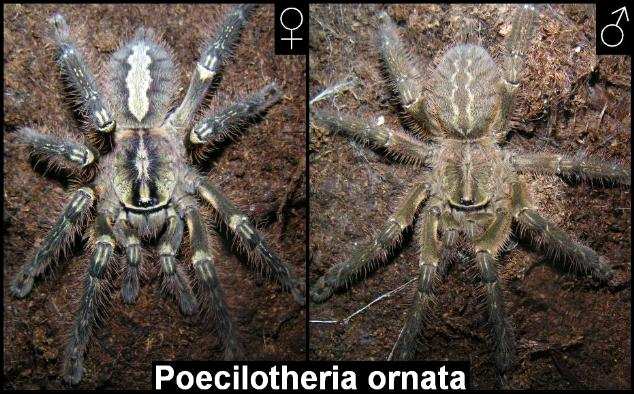 Sexual dimorphism of juvenil Poecilotheria ornata from ventral site