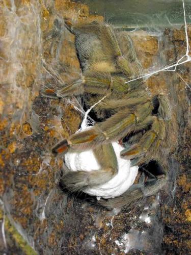 Самка паука-птицееда Psalmopoeus cambridgei с коконом