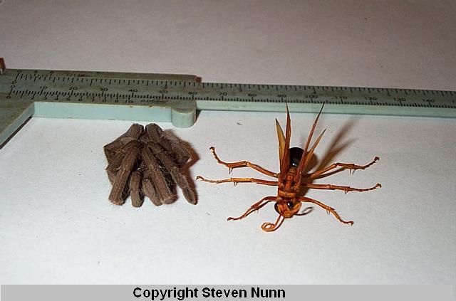 tarantula babies hatching