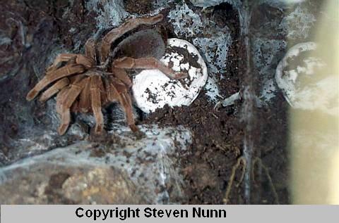 Самка паука-птицееда Phlogius stirlingi с коконом