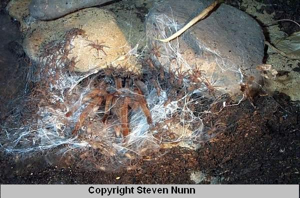 Female tarantula Phlogius stirlingi with hatched spiderlings of first age