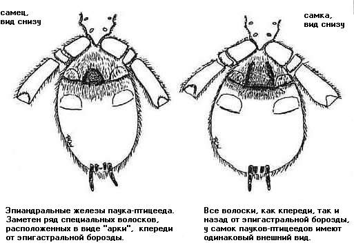 Определение половой принадлежности живого  паука-птицееда по внешнему виду области над эпигастральной бороздой