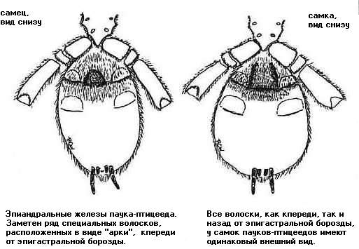 Определение половой принадлежности живого паука-птицееда по внешнему виду области над эпигастральной бороздой