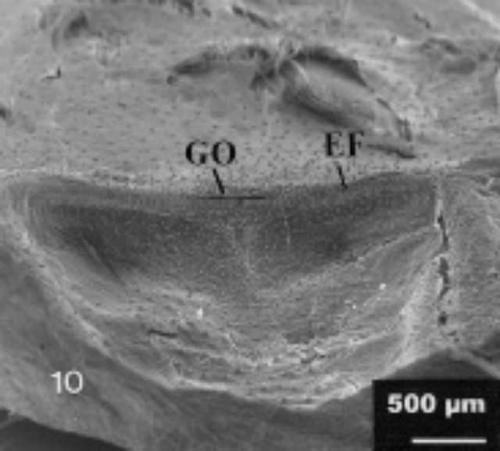 Male exuvium of Sickius longibulbi showing: internal genital openning (GO) and absence of uterus externus; EF = epigastric fold