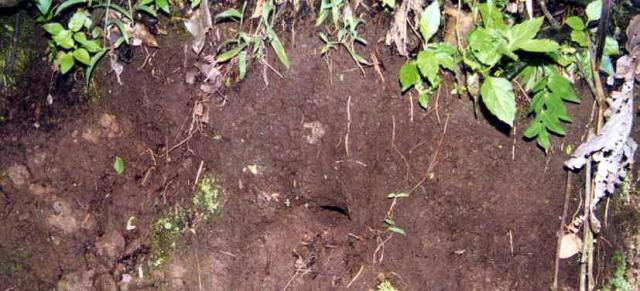The burrow of the tarantula Sphaerobothria hoffmanni in natural habitat. Costa Rica. Photo (c) Alex Hooijer, 2002