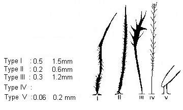 Types of urticating hairs of tarantulas